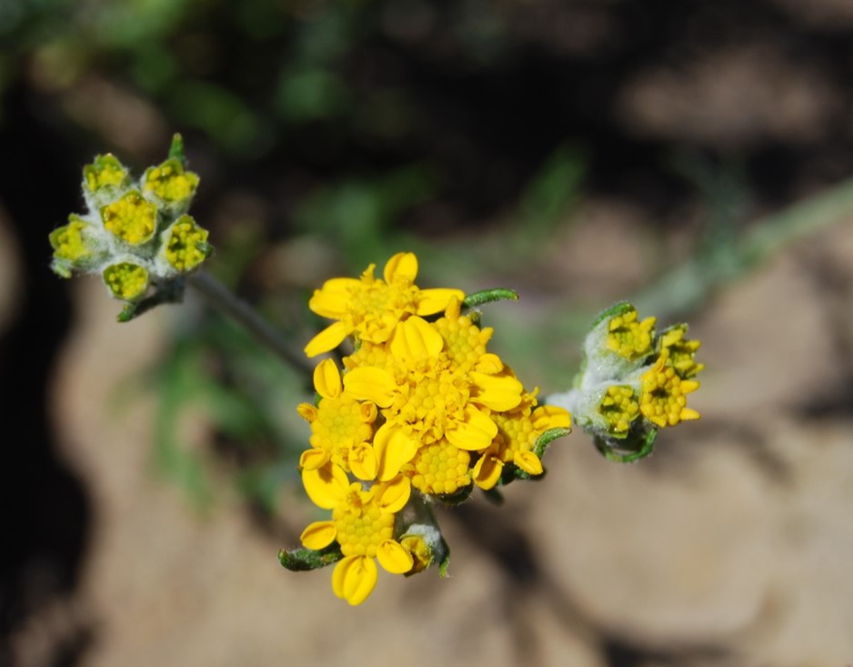 eriophyllum-conf…tiflorum-12may2014-4
