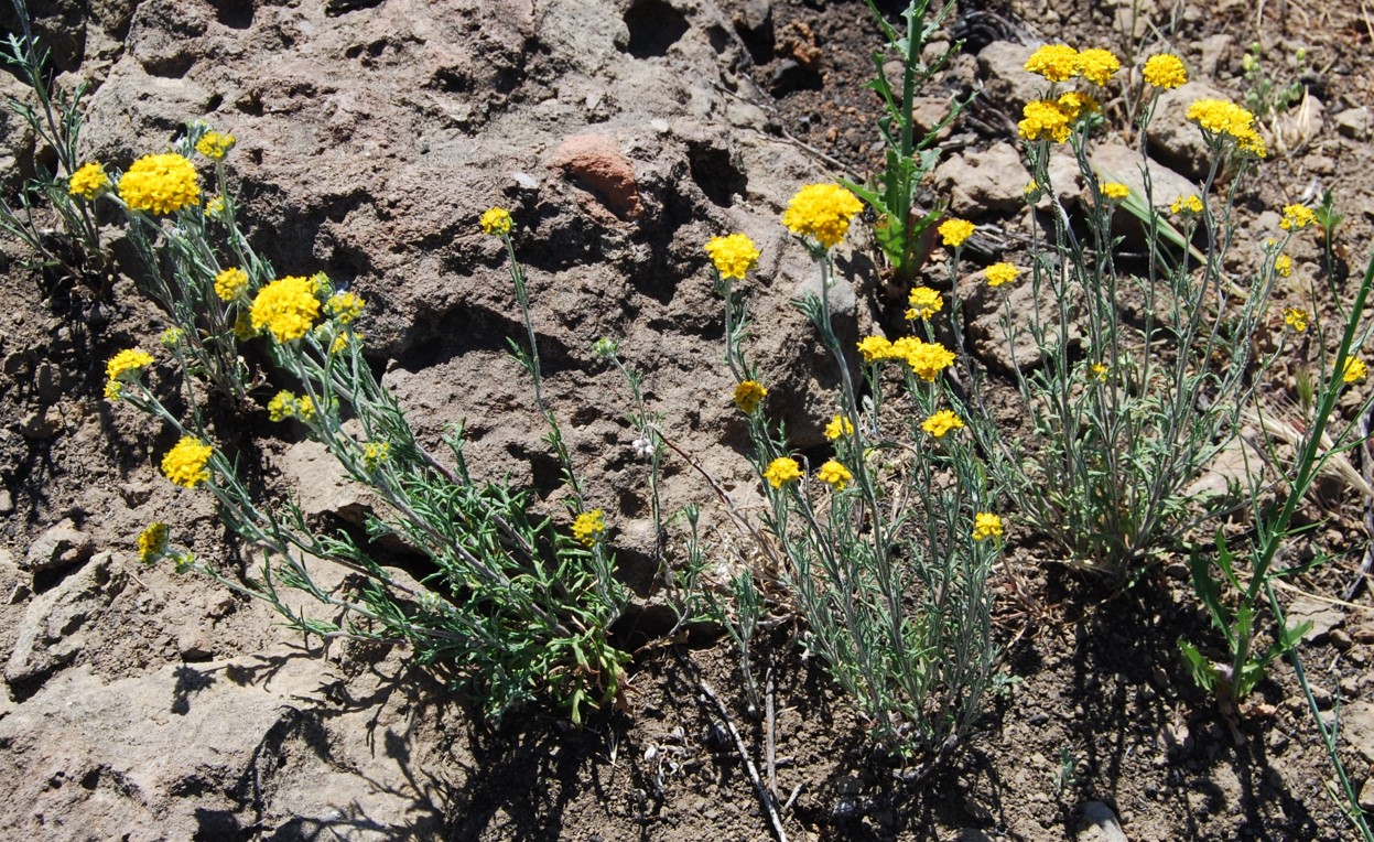 eriophyllum-conf…tiflorum-12may2014-6