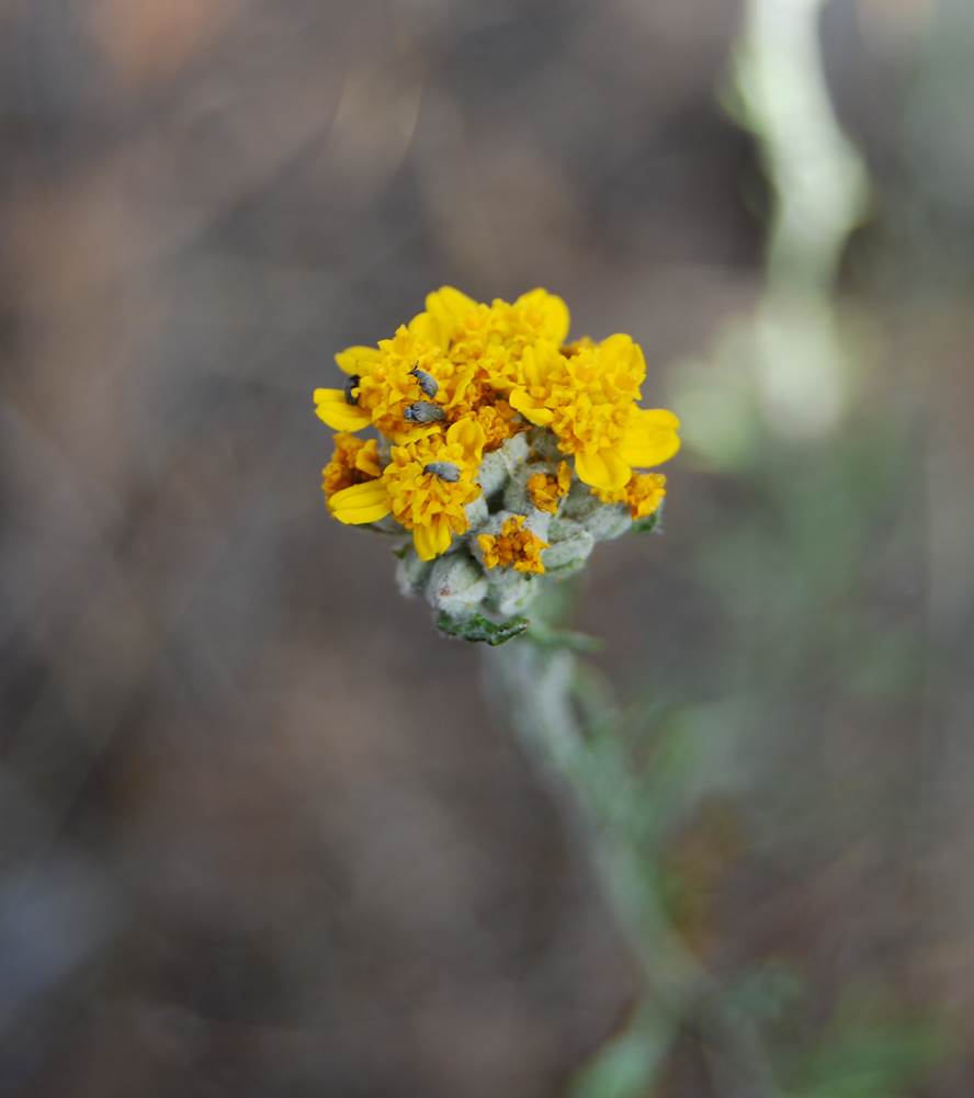 eriophyllum-conf…tiflorum-22apr2013-2
