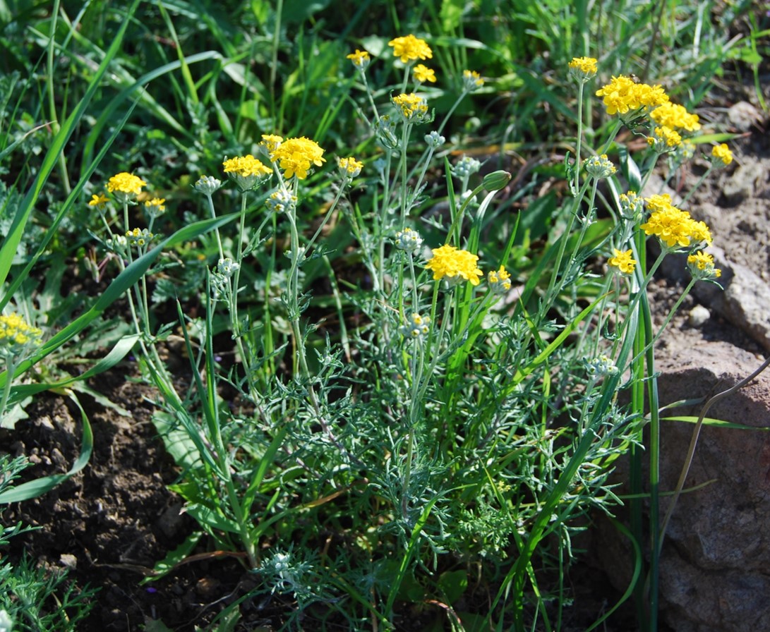 eriophyllum-conf…tiflorum-23feb2015-1