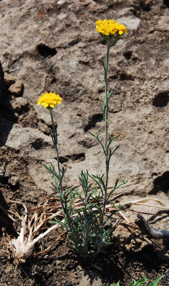 eriophyllum-conf…tiflorum-23may2014-4