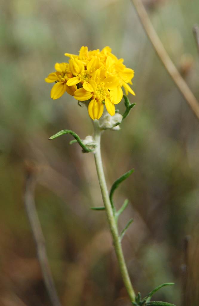 eriophyllumconfe…rtiflorum-7mar2013-8
