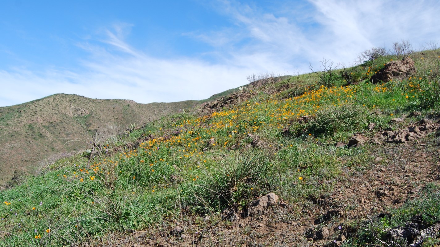 eschscholzia-cal…ifornica-11feb2015-1