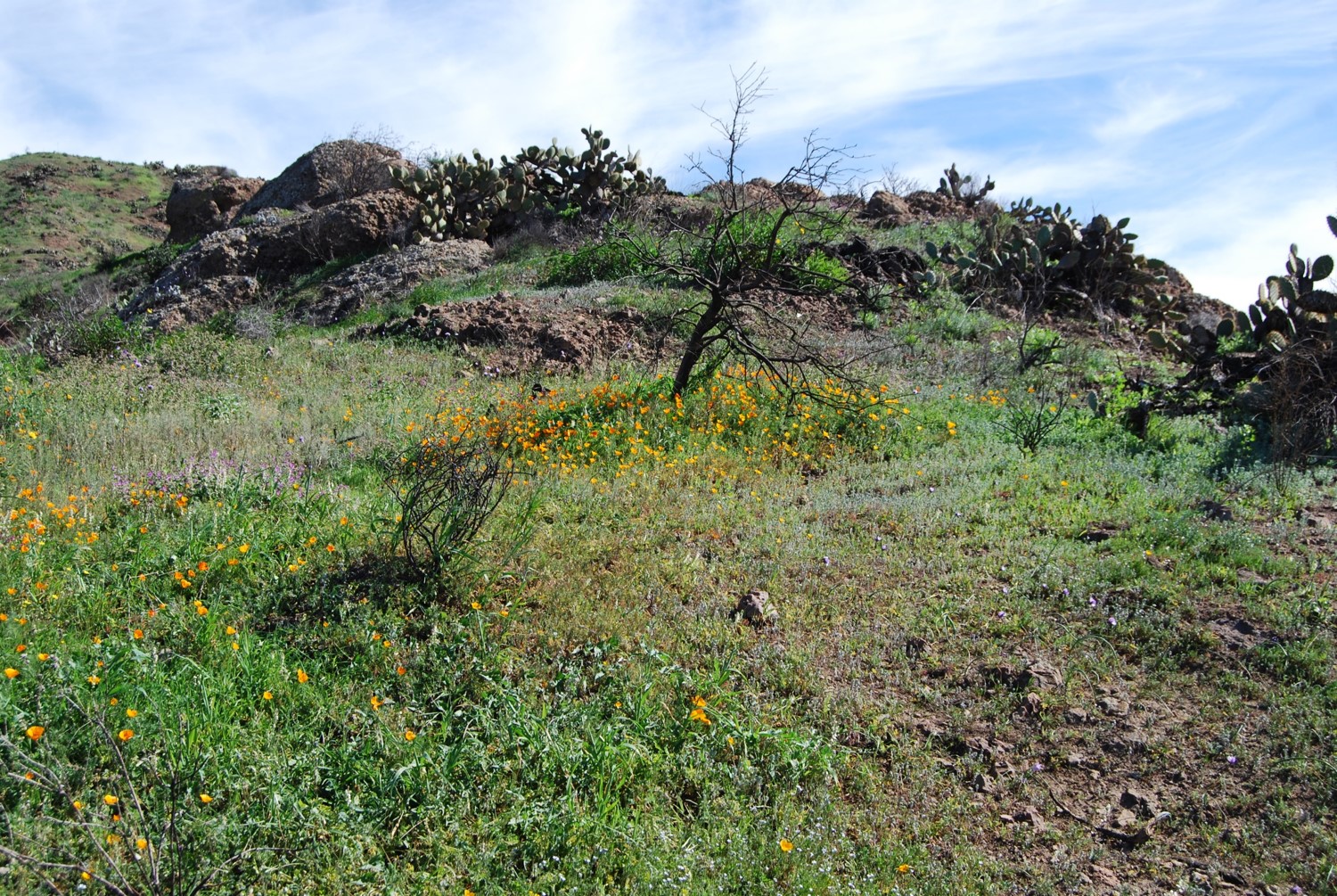 eschscholzia-cal…fornica-11feb2015-12