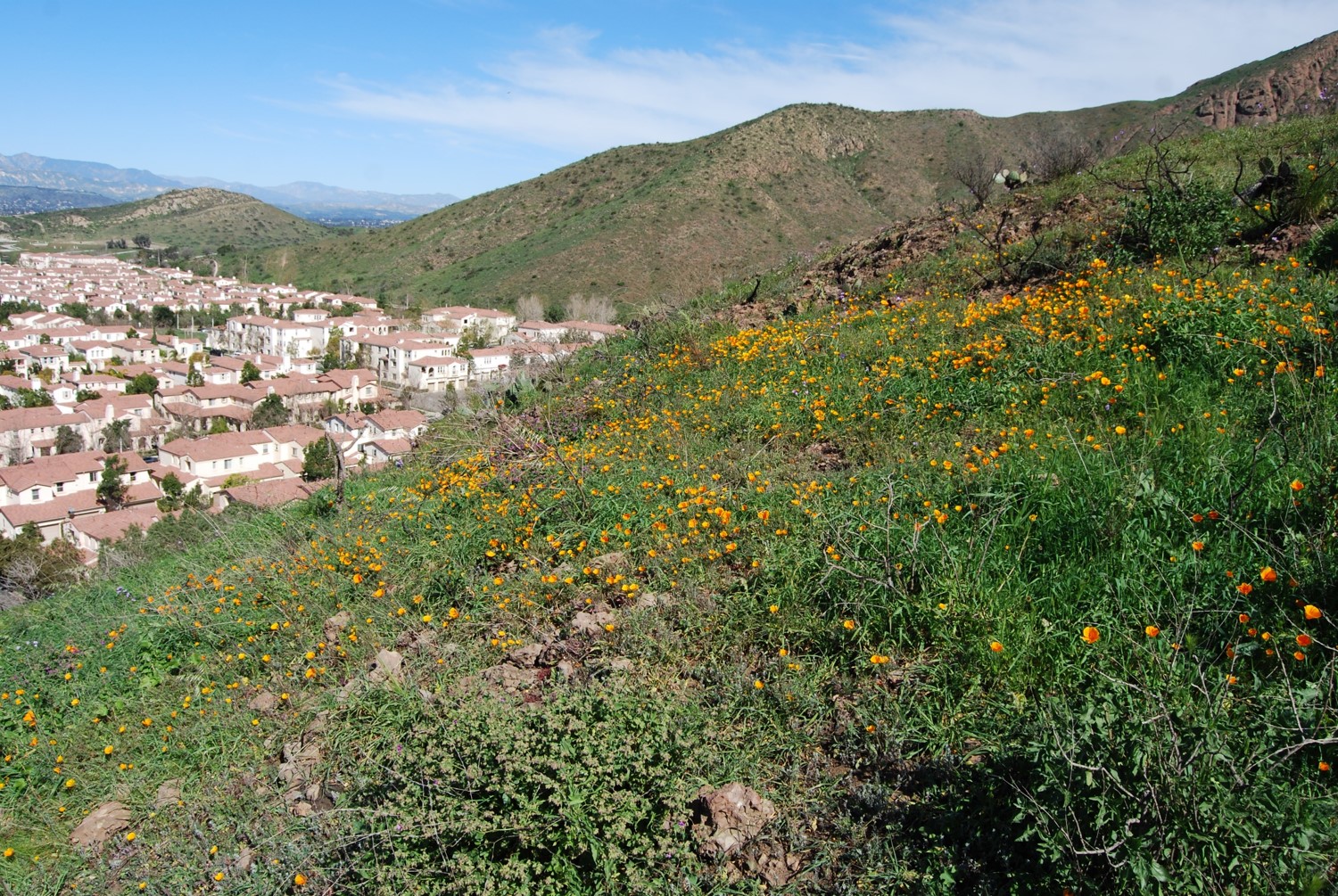 eschscholzia-cal…ifornica-11feb2015-2