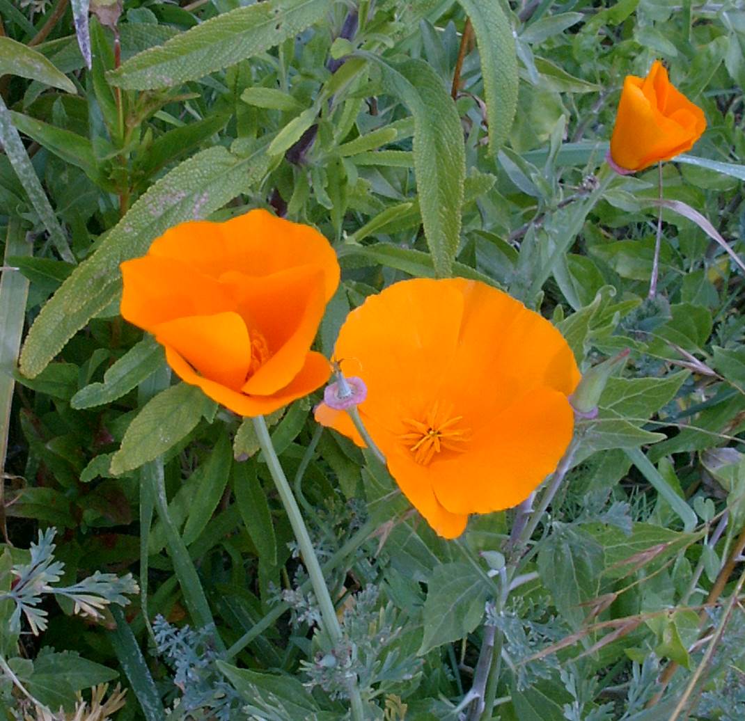 eschscholzia-cal…ifornica-23feb2003-a