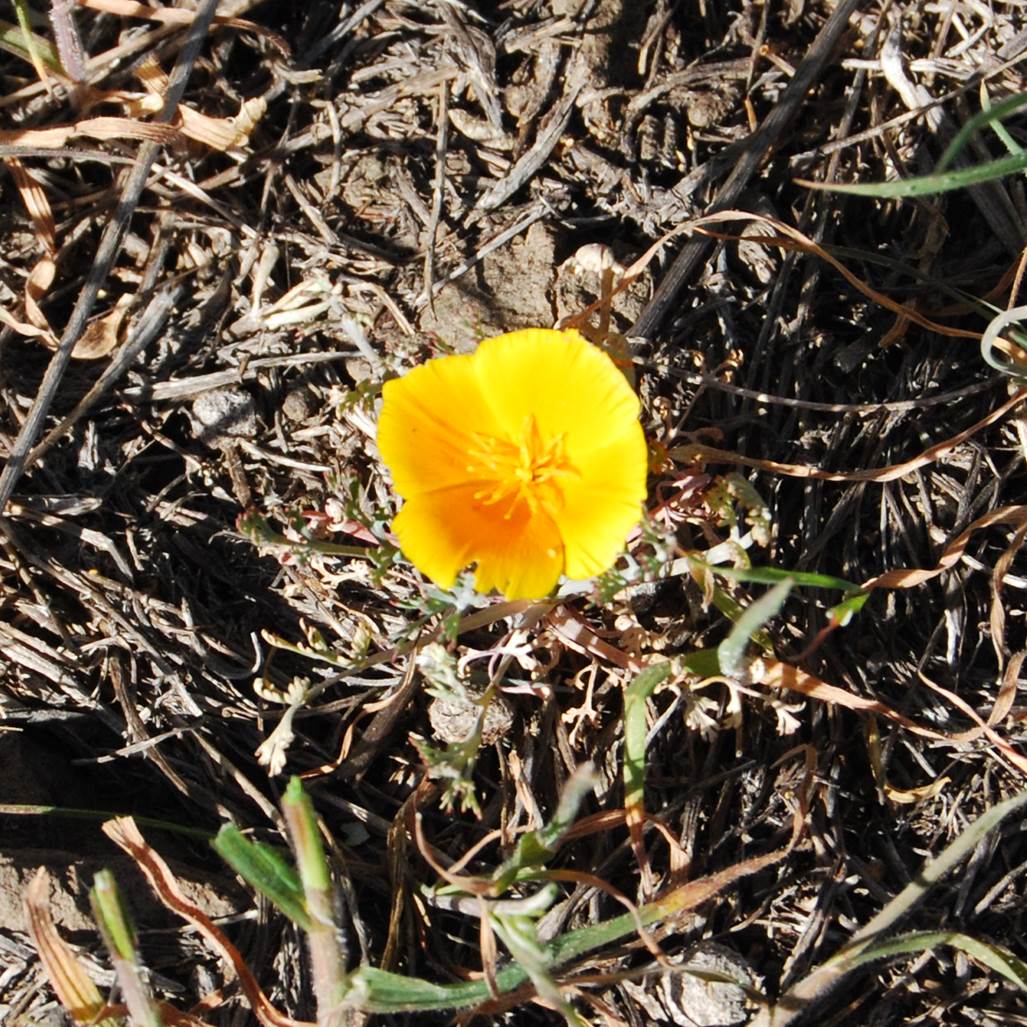 eschscholzia-cal…ifornica-28feb2013-1