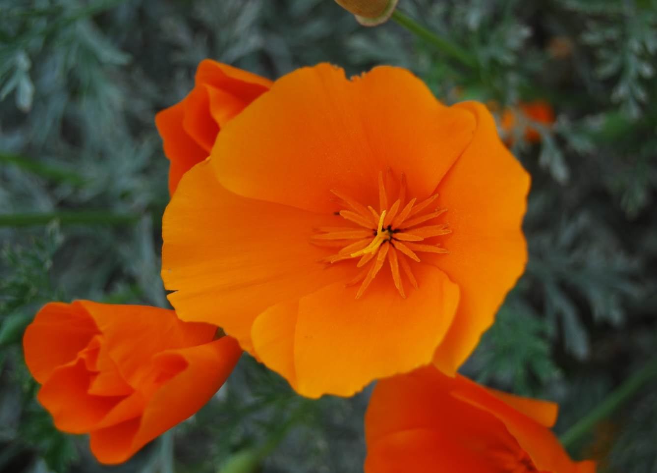 eschscholzia-californica-5apr2013-1