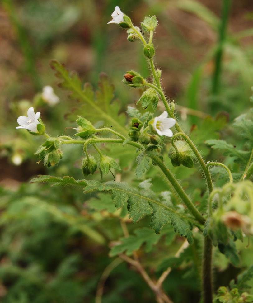 eucrypta-chrysan…hemifolia-5mar2013-8