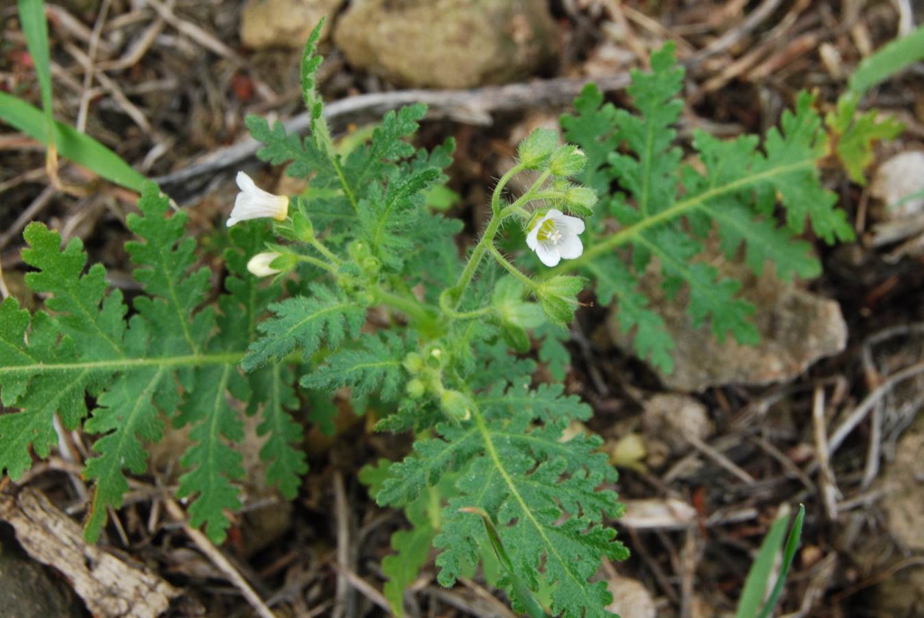 eucrypta-chrysan…emifolia-7mar2013-13