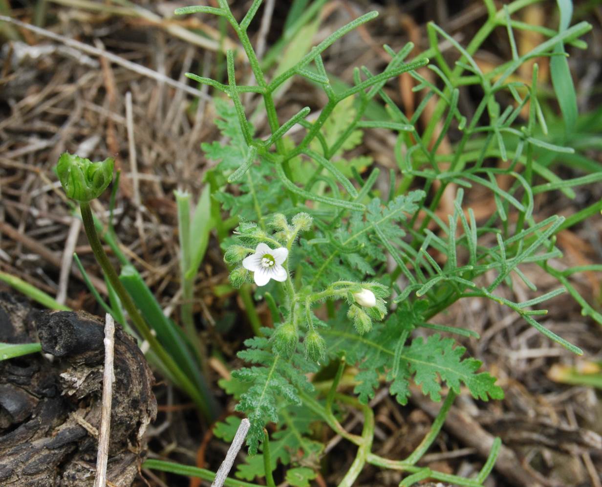 eucrypta-chrysan…emifolia-7mar2013-17