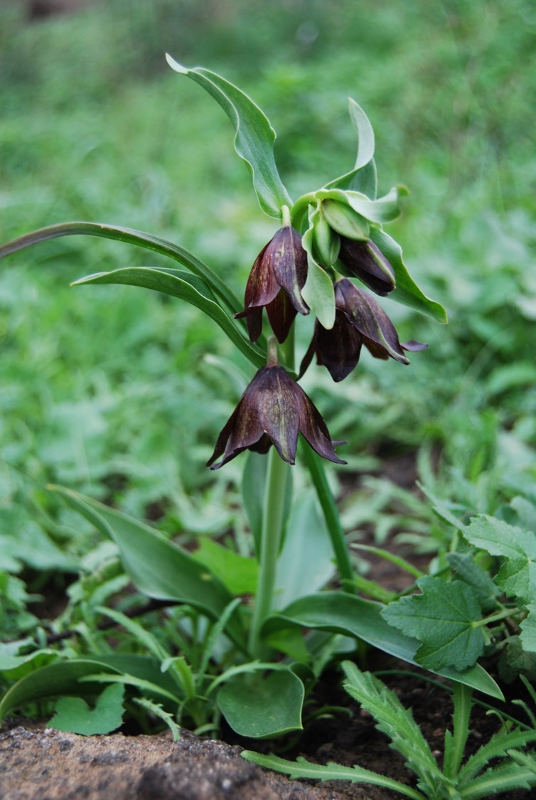 fritillaria-biflora-26jan2016-2 fritillaria-biflora-26jan2016-2