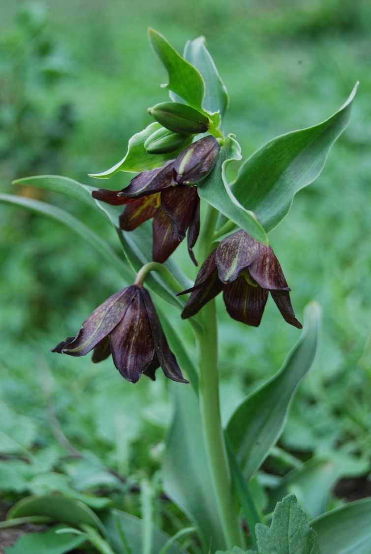 fritillaria-biflora-26jan2016-21