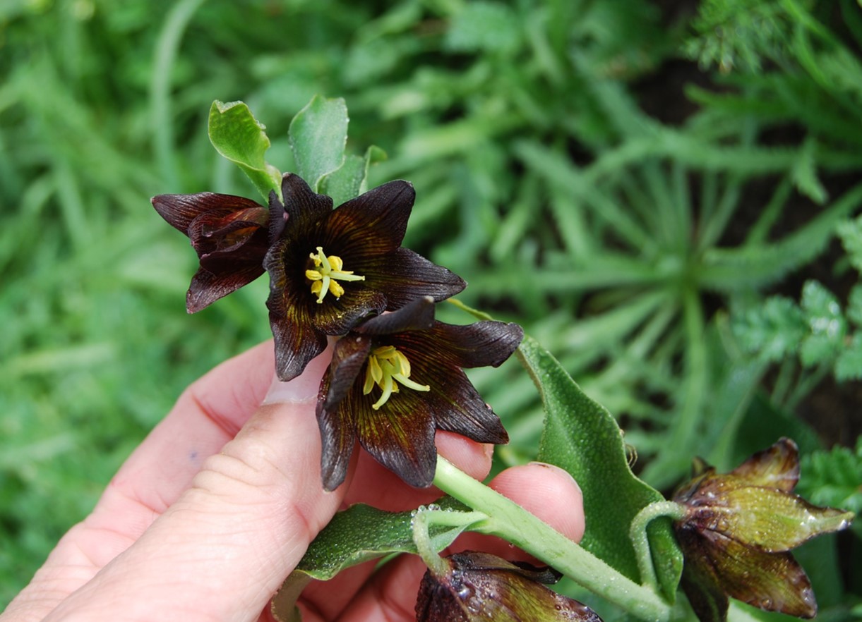 fritillaria-biflora-4feb2015-20