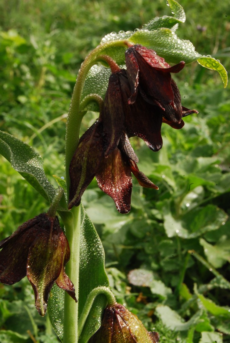 fritillaria-biflora-4feb2015-7