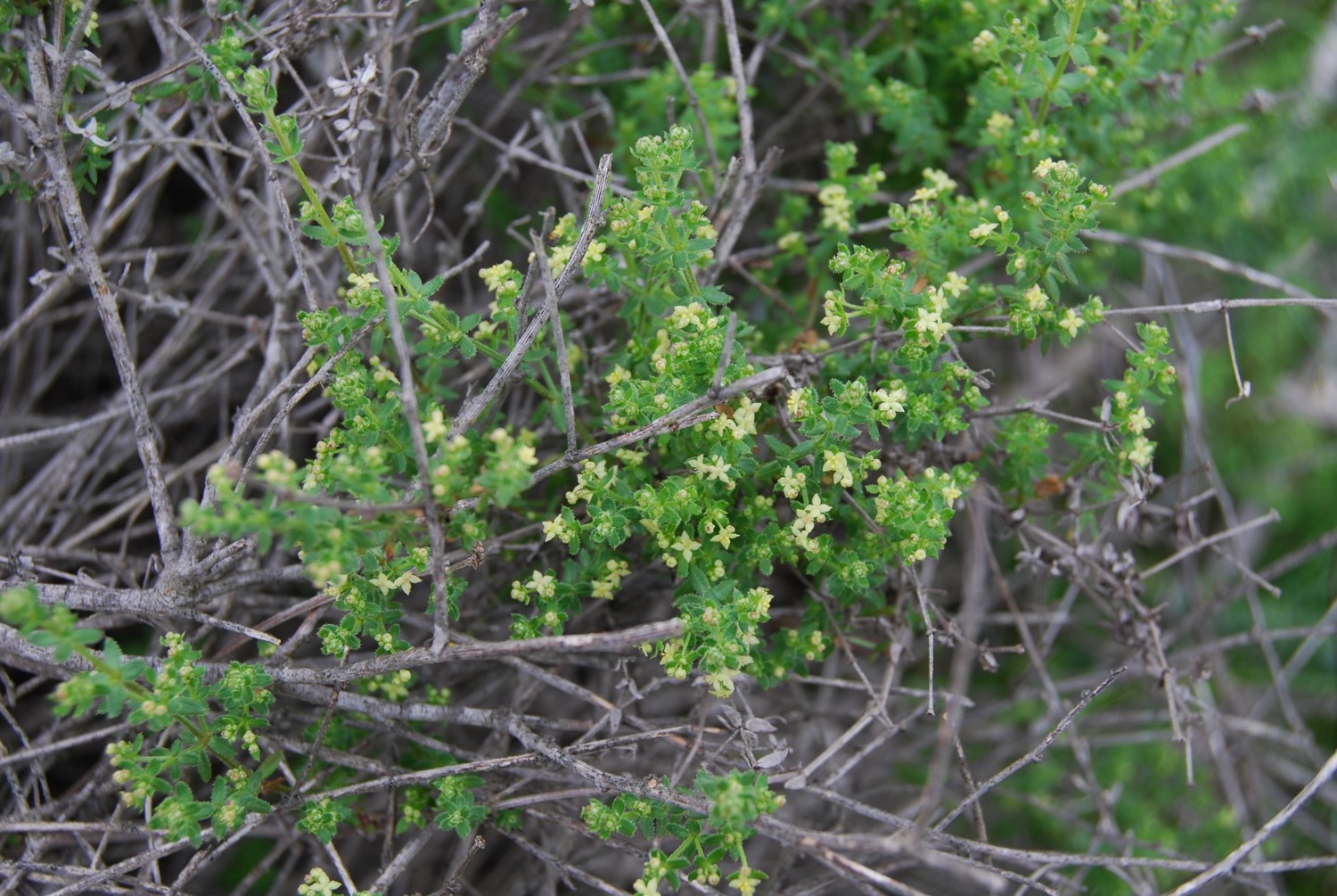 galium-5feb2013-1