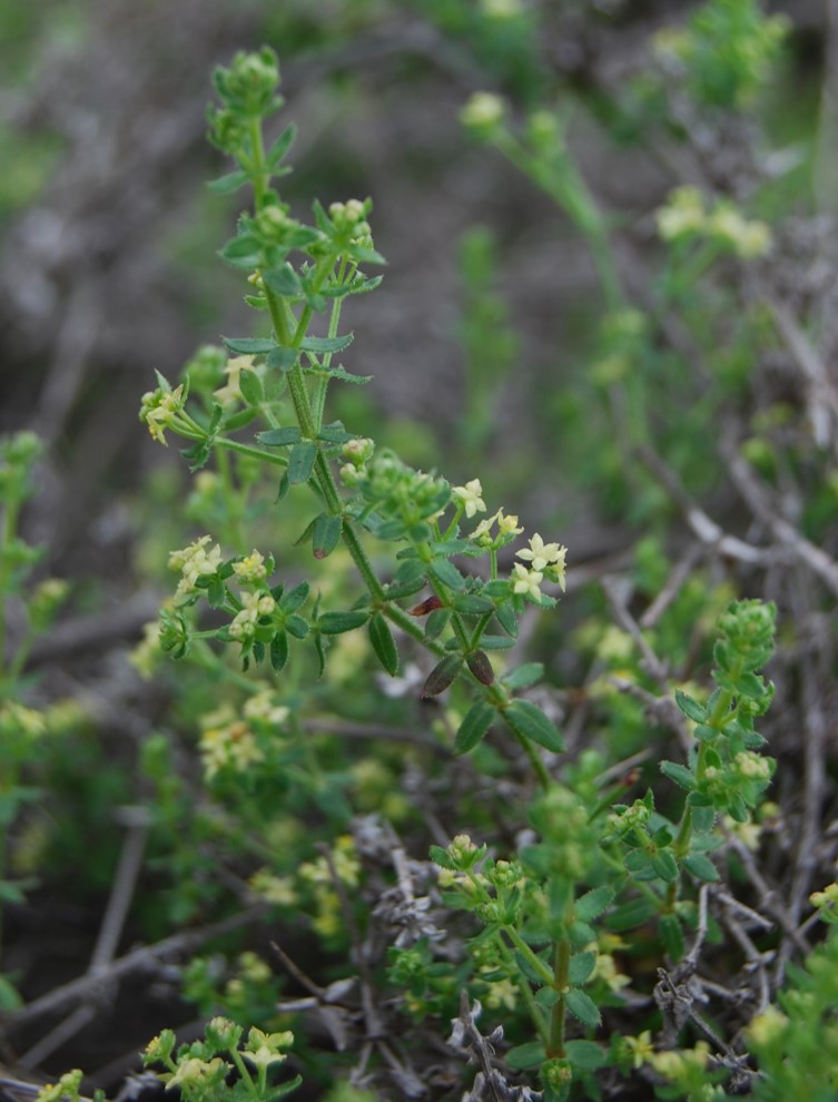 galium-5feb2013-2