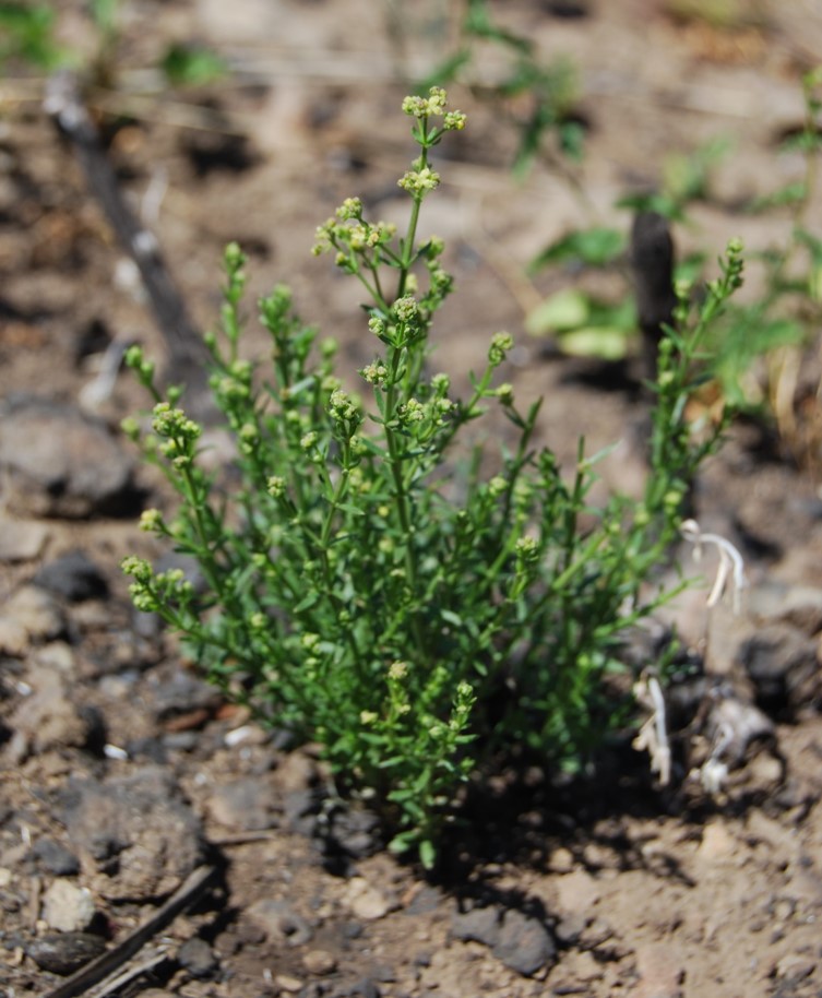 galium-angustifolium-12may2014-1