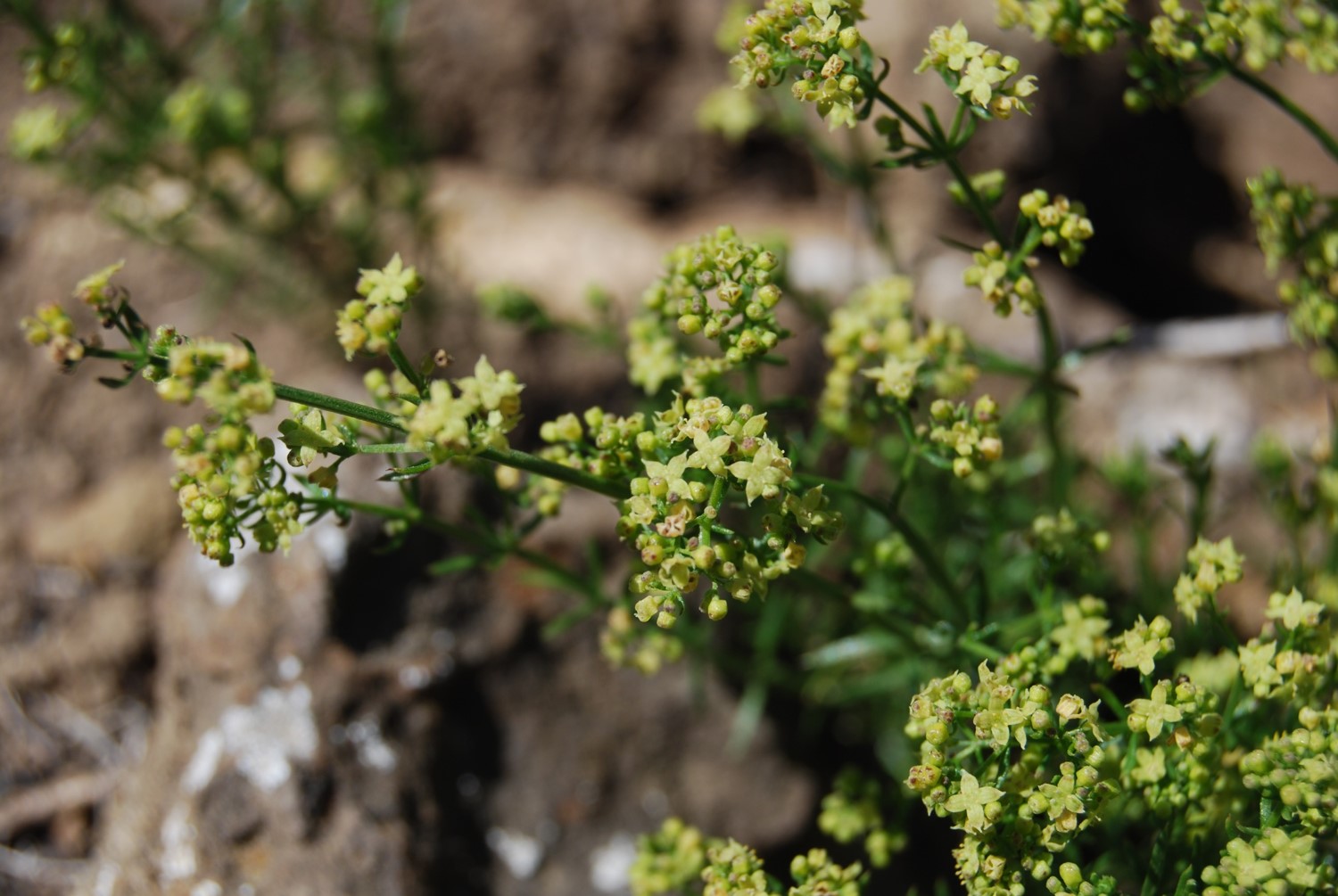 galium-angustifolium-12may2014-7