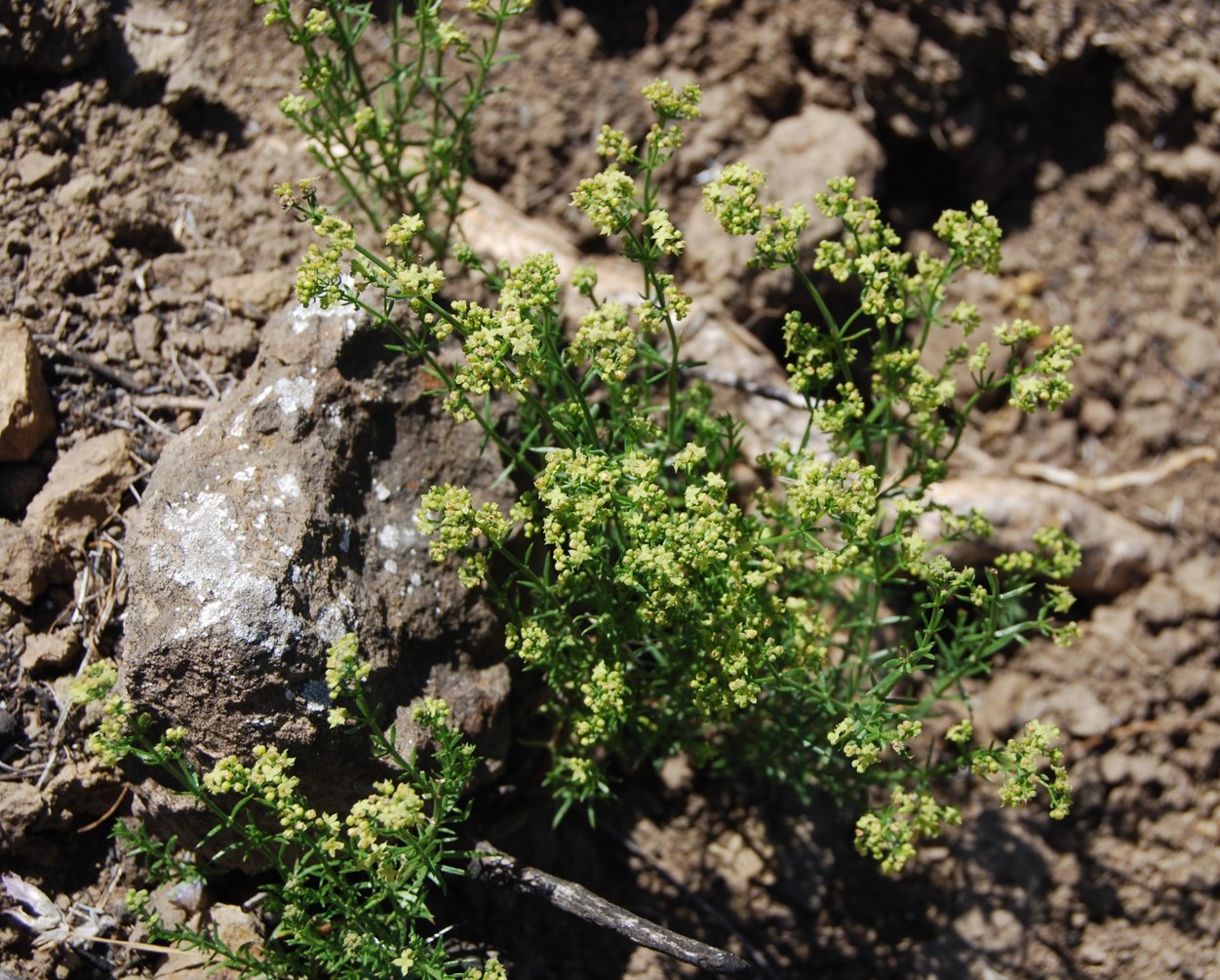 galium-angustifolium-12may2014-8