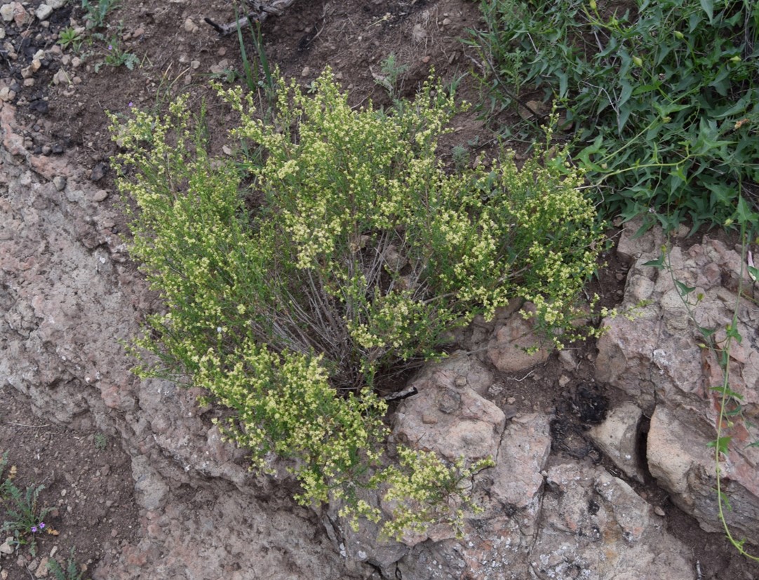 galium-angustifolium-19mar2016-1