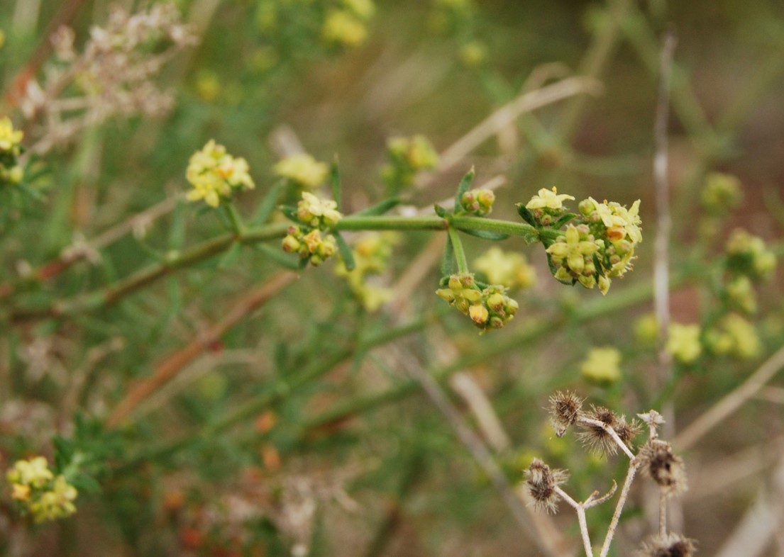 galium-angustifolium-5mar2013-4