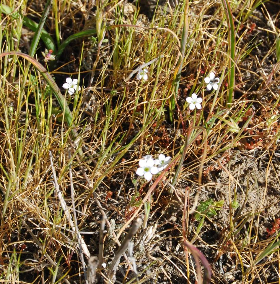 gilia-angelensis-28feb2013-30