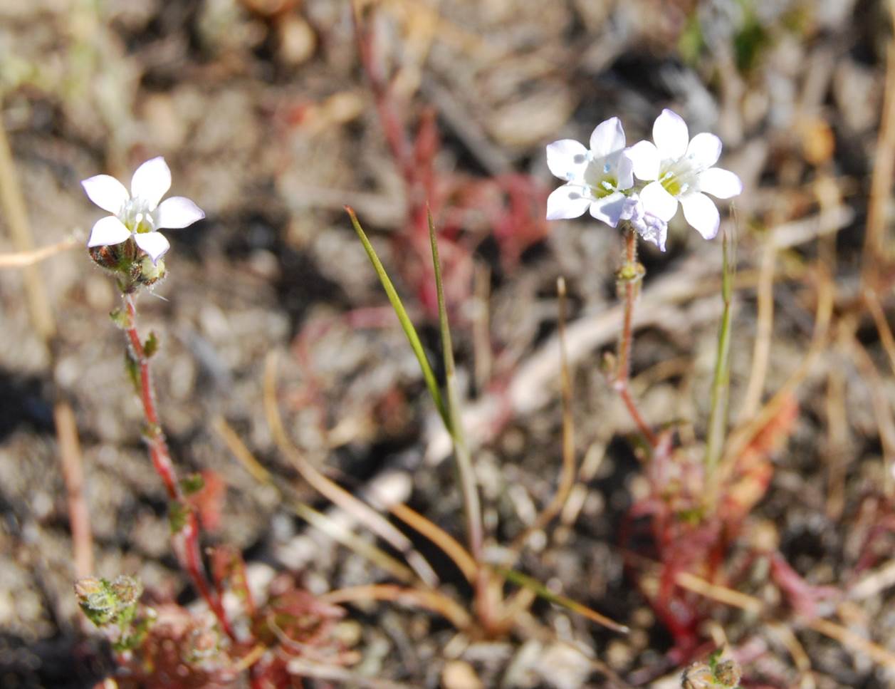 gilia-angelensis-28feb2013-32