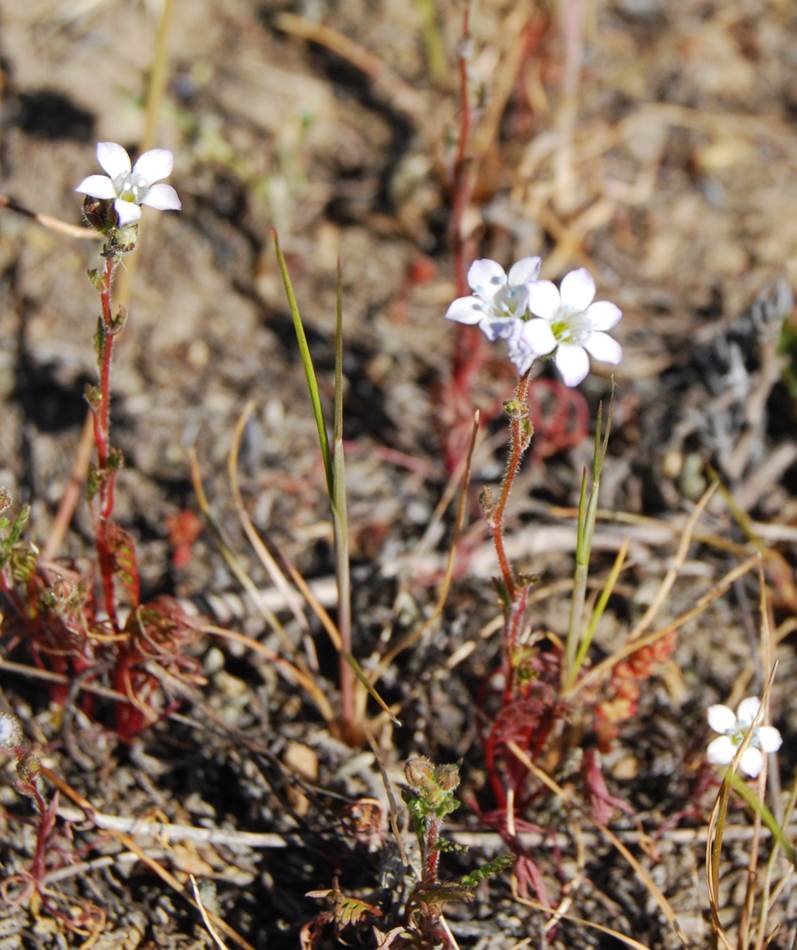 gilia-angelensis-28feb2013-34