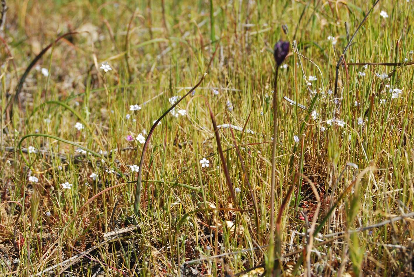 gilia-angelensis-28feb2013-36