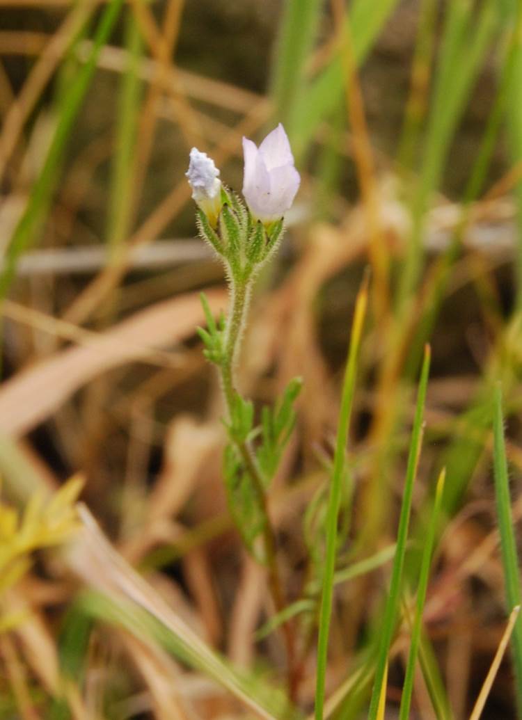 gilia-angelensis-28feb2013-40