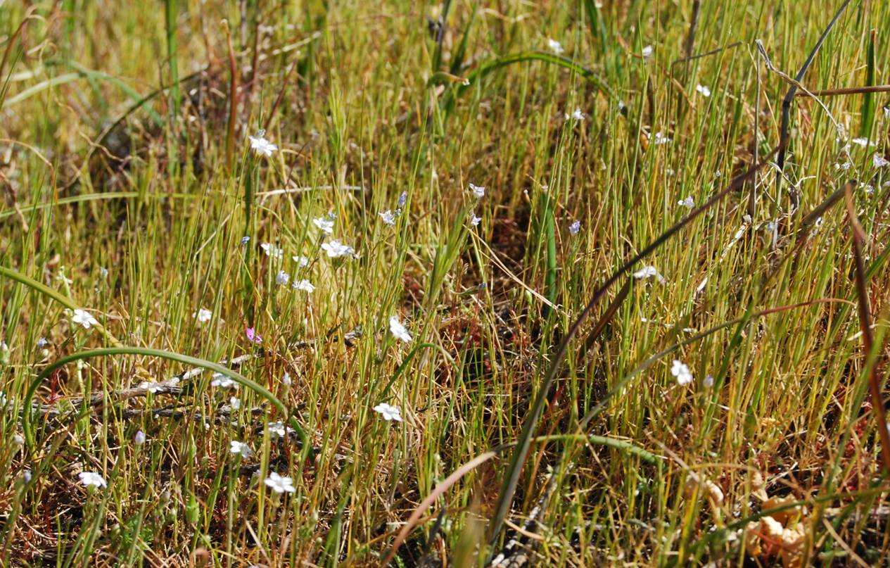 gilia-angelensis-28feb2013-43