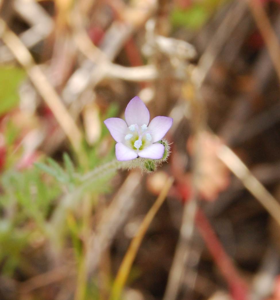 gilia-angelensis-5mar2013-7