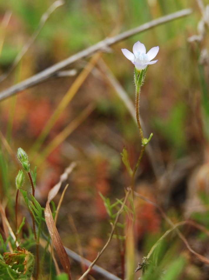 gilia-angelensis-7mar2013-21