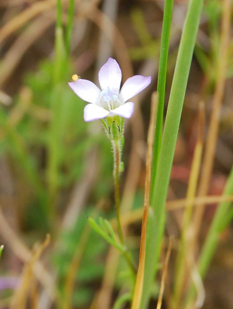 gilia-angelensis-7mar2013-5