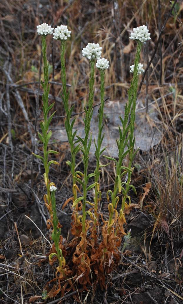 gnaphalium-24apr2013-11
