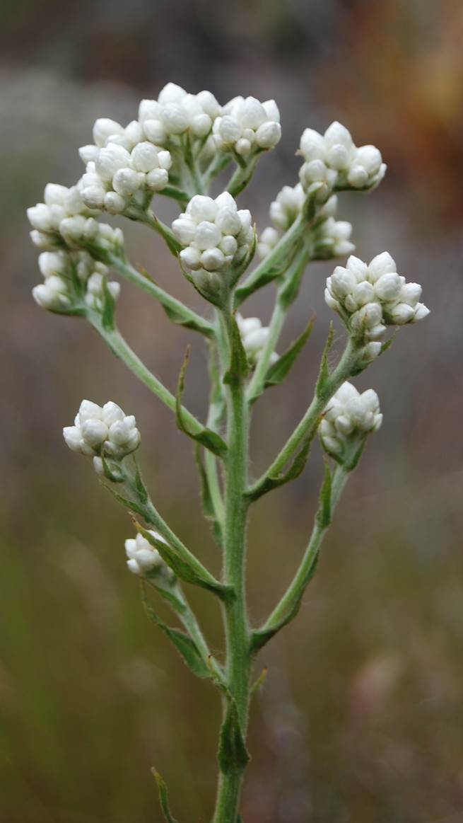 gnaphalium-24apr2013-8