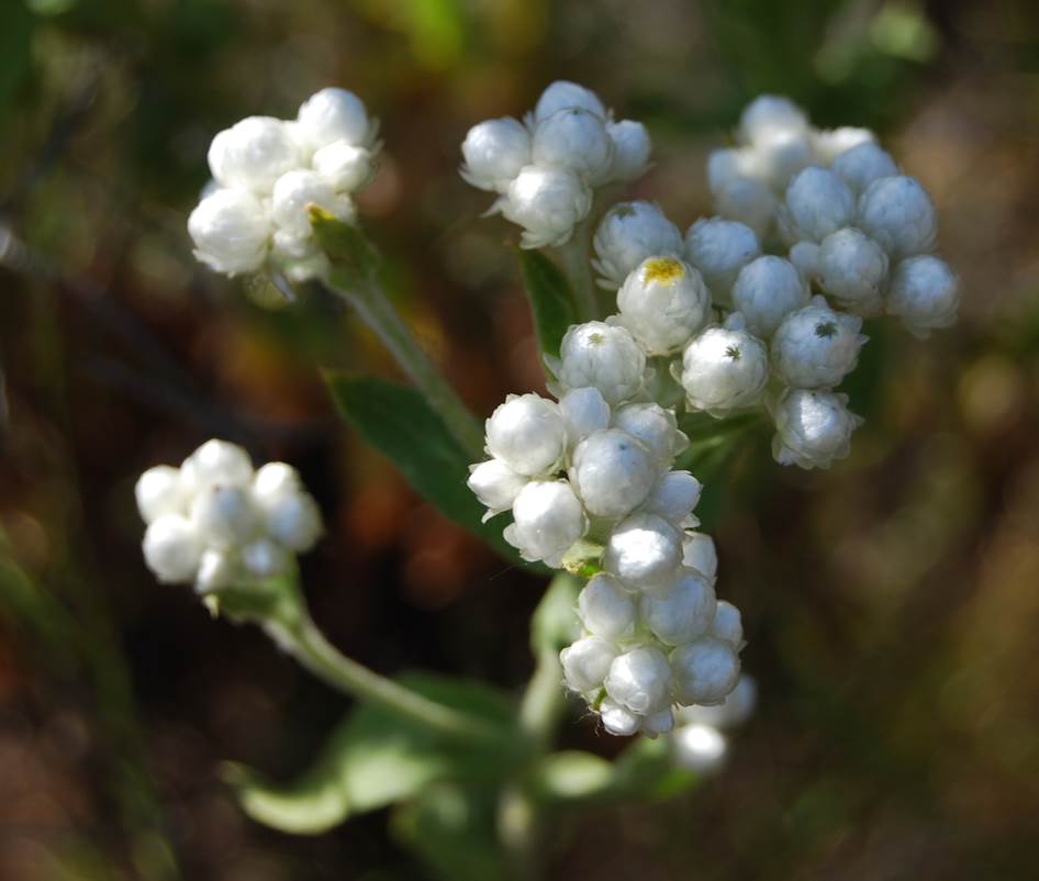 gnapthalium-11pr2012-7