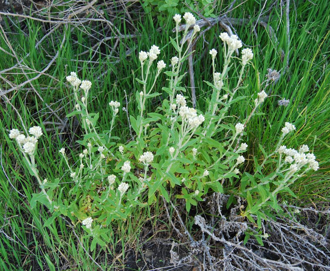 gnapthalium-29feb2013-2