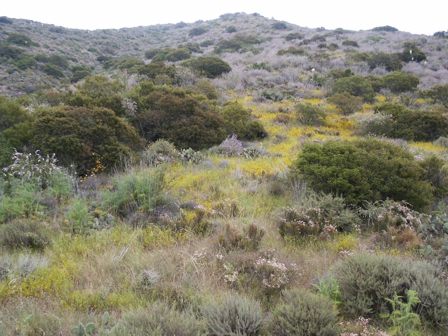 habitat-westslope-25may2003