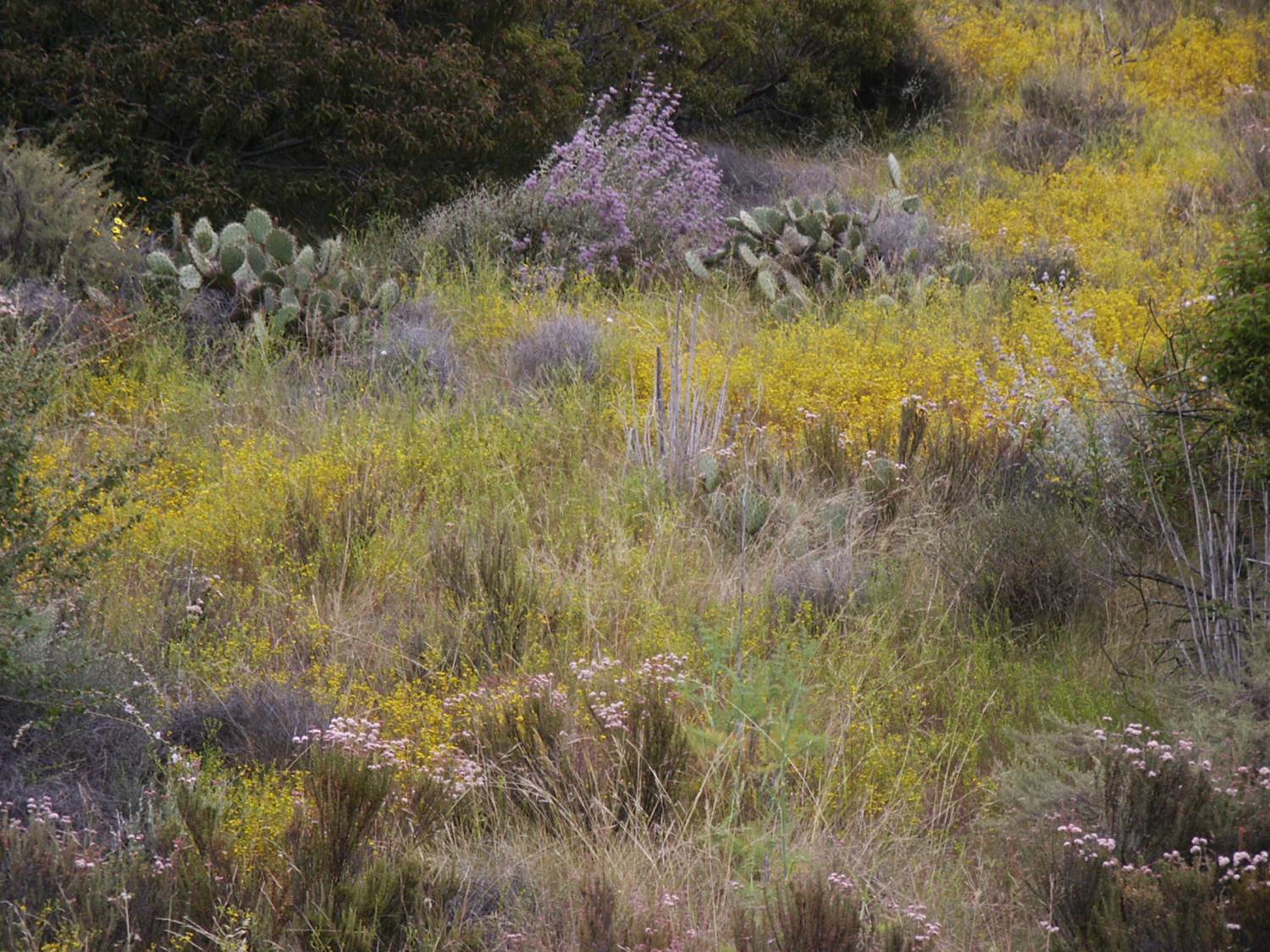 habitat-westslope-25may2003-b