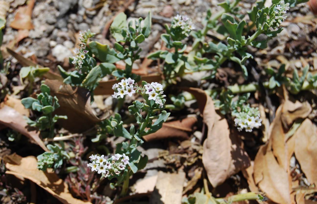 heliotropium-cur…ssavicum-20may2014-2