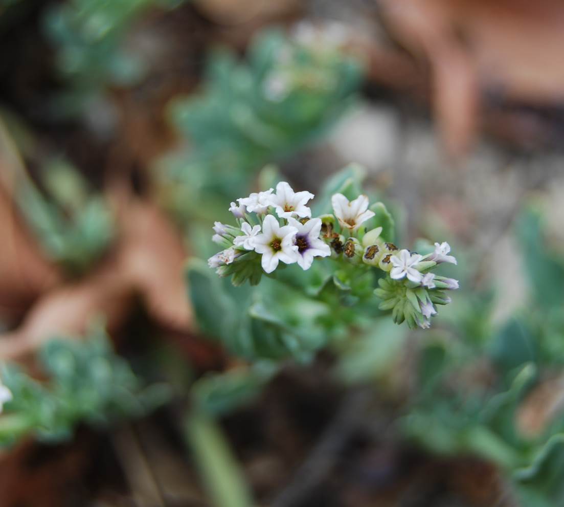 heliotropium-cur…ssavicum-28may2014-6