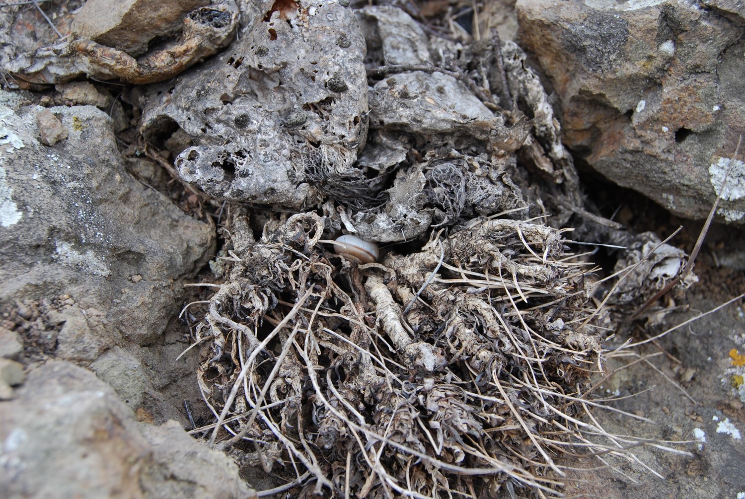 helmintoglypta-22nov2013-2