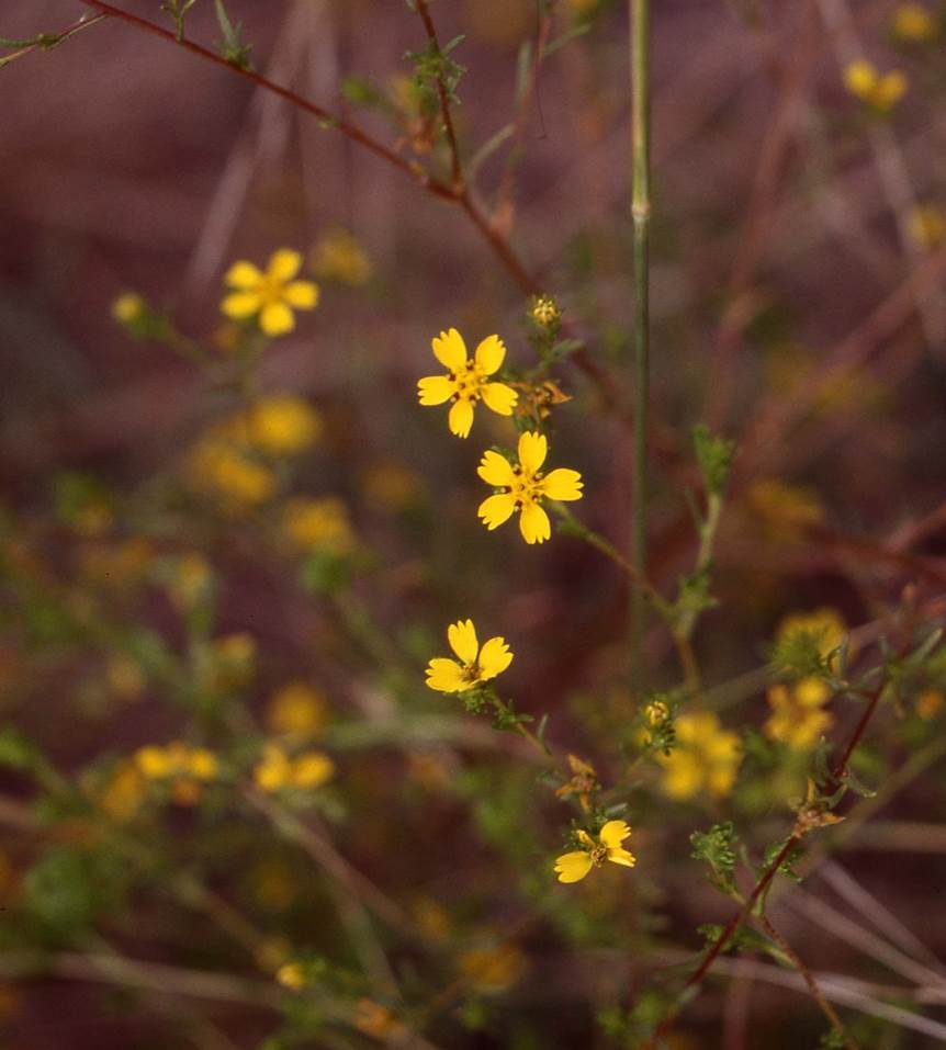 hemizona-fasciculata-29apr2003-f5-1