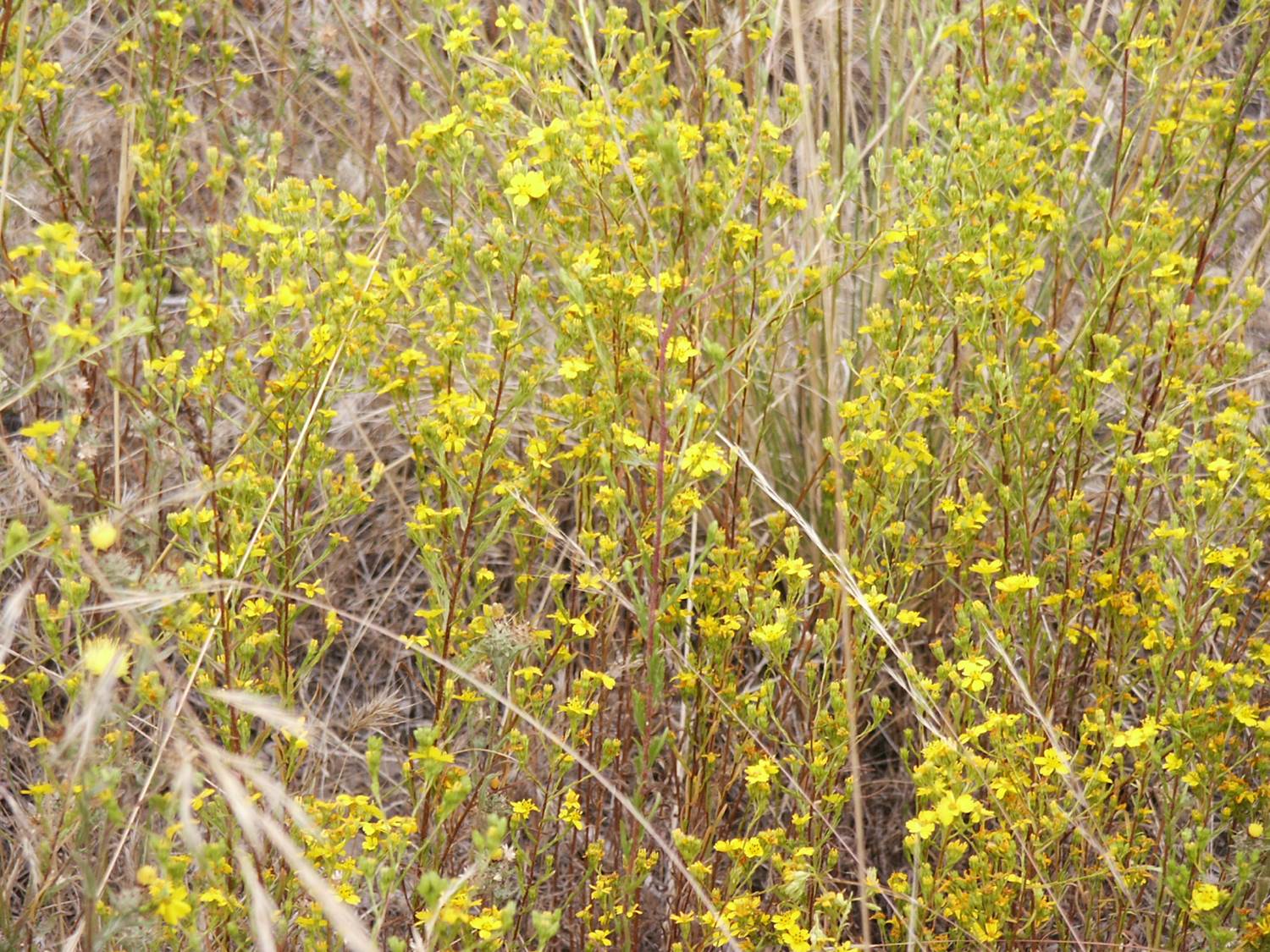 hemizonia-fasciculata-29may2003-e