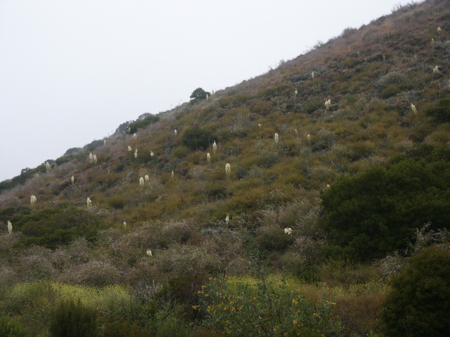 heperoyucca-whipplei-25may2005-1