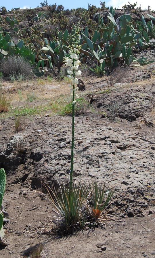 hesperoyucca-whipplei-23may2014-1