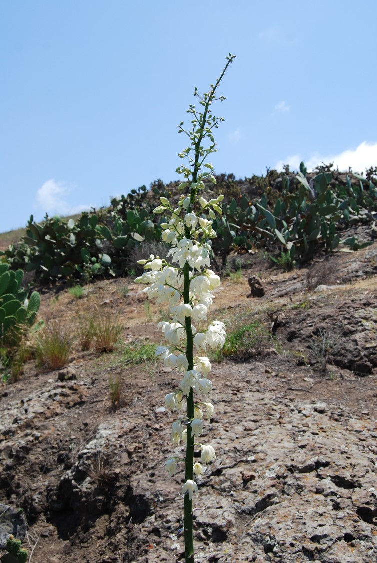 hesperoyucca-whipplei-23may2014-2