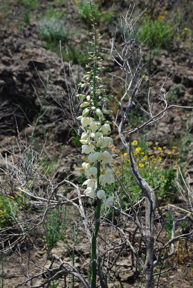 hesperoyucca-whipplei-23may2014-4